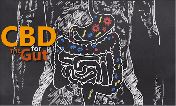 How does CBD work for the gut