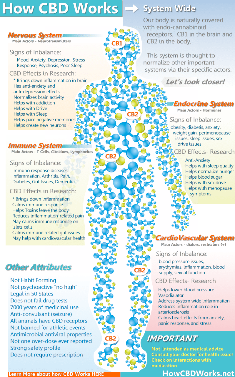 How does CBD work in the body